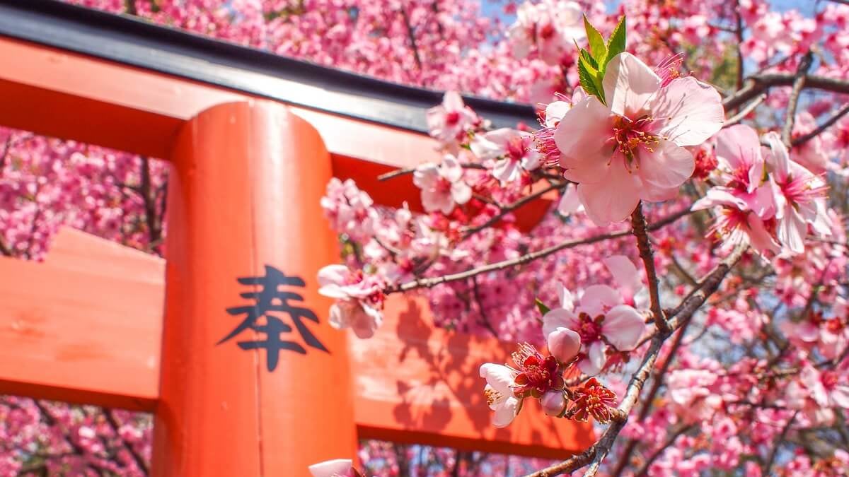 Spring in Kyoto! 春の京都！