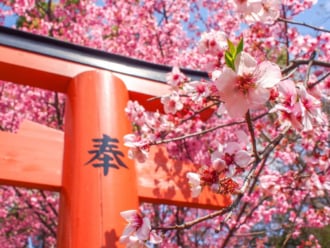平野神社の桜（京都×春）