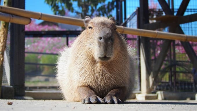 堺・緑のミュージアム ハーベストの丘にいるカピバラ
