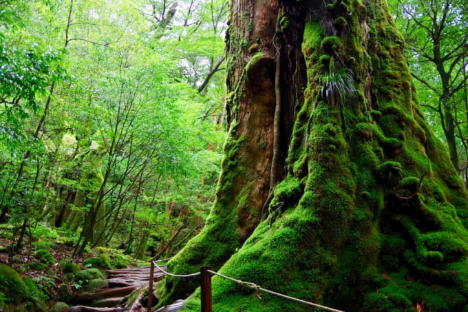 白谷雲水峡（屋久島）
