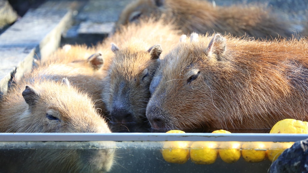 コアラやカピバラに会える！埼玉・こども動物自然公園の見どころ