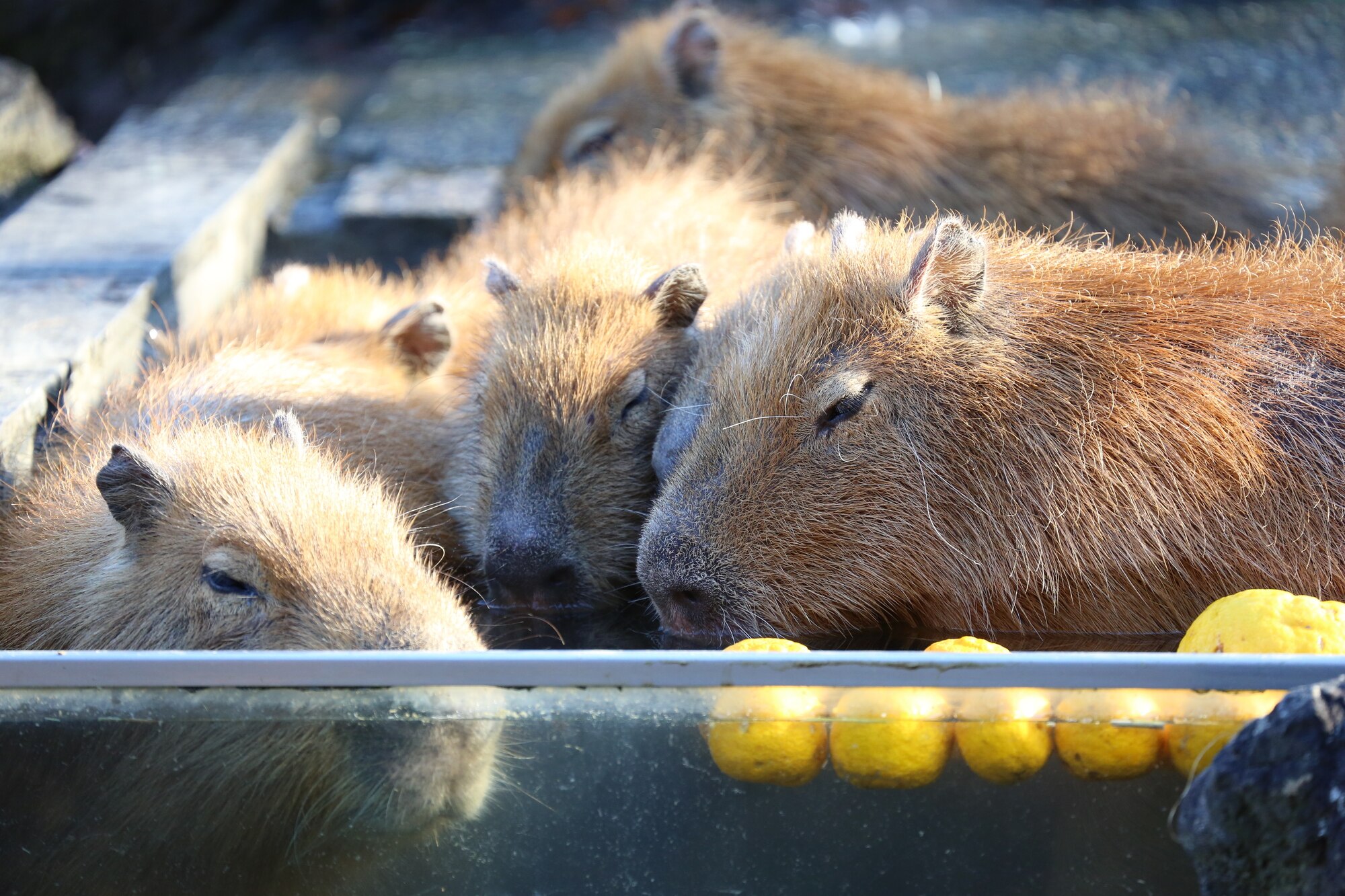 コアラやカピバラに会える！埼玉・こども動物自然公園の見どころ