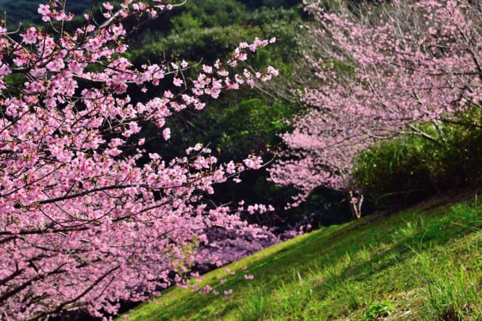 奄美フォレストポリス