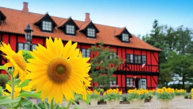 千葉県船橋市にある「ふなばしアンデルセン公園」のひまわり