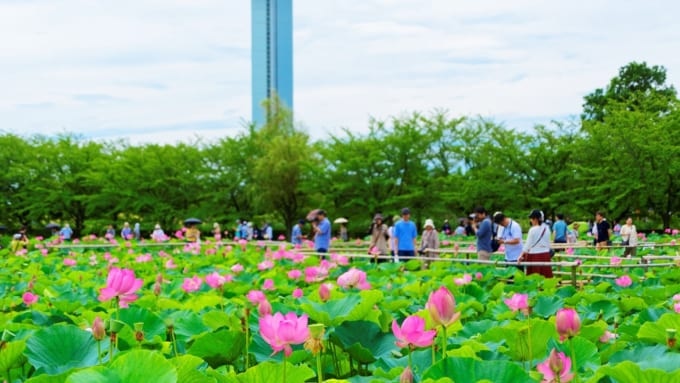 古代大賀蓮の里