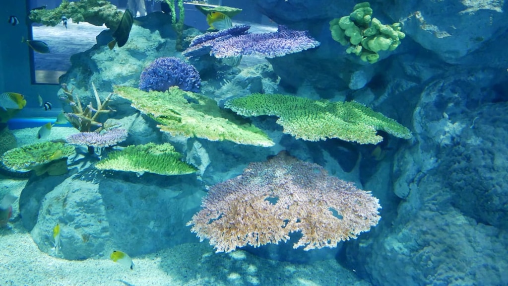 【沖縄】DMMかりゆし水族館の見どころとは?|リアルとバーチャルが融合した施設