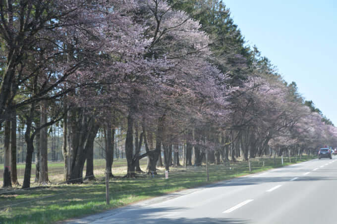二十間道路の桜並木