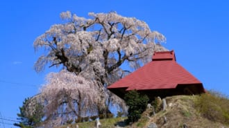 山田の天王桜
