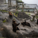 のぼりべつクマ牧場 観光