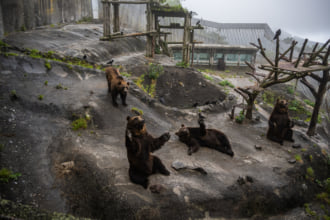 のぼりべつクマ牧場 観光