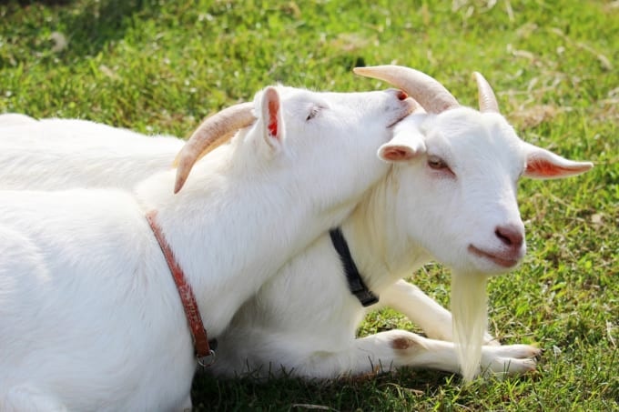 愛知穆業のヤギたちのふれあい