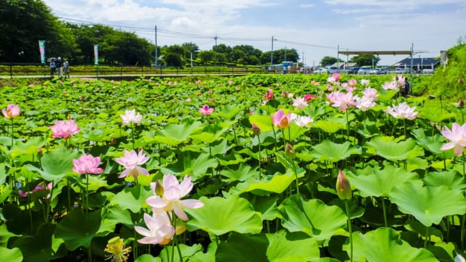 天幕城趾（てんばくじょうし）あかぼり蓮園