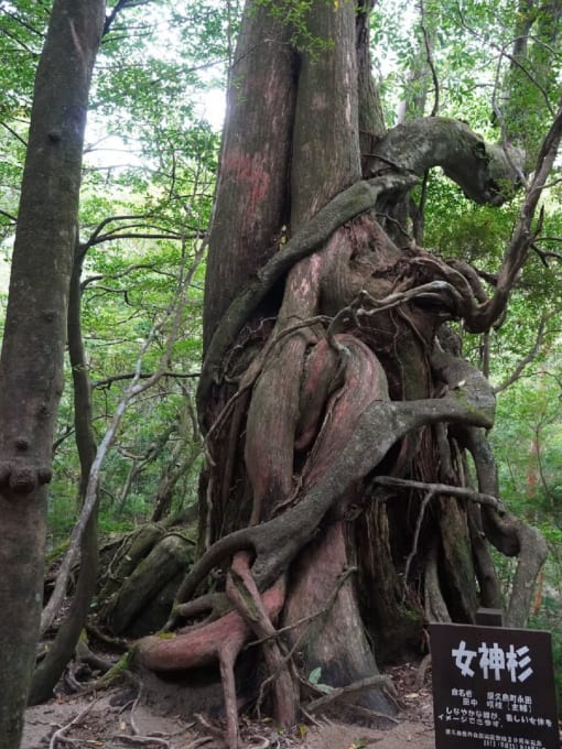 白谷雲水峡　女神杉（屋久島）