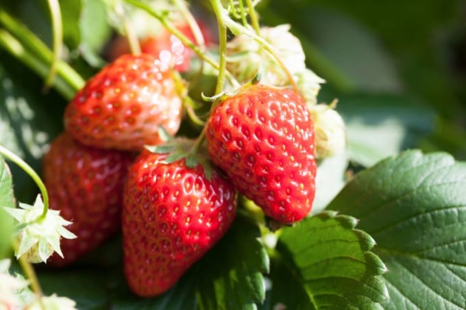 館山 いちご狩り