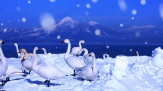 雪の猪苗代湖と白鳥、磐梯山