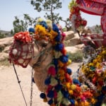 サウジアラビアの人気避暑地「バラの街」ターイフ 6つの観光スポット