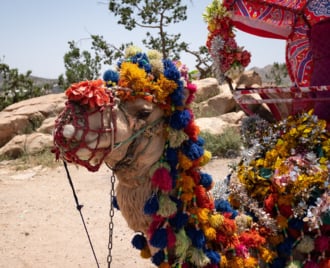 サウジアラビアの人気避暑地「バラの街」ターイフ 6つの観光スポット