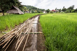タイ メーサリエンの田園風景