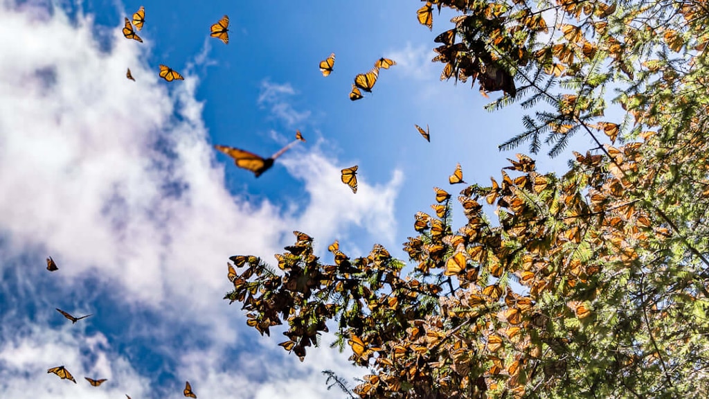 蝶が造る劇的な風景！世界遺産オオカバマダラ生物圏保存地域の魅力
