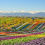 美瑛パッチワークの丘（北海道）