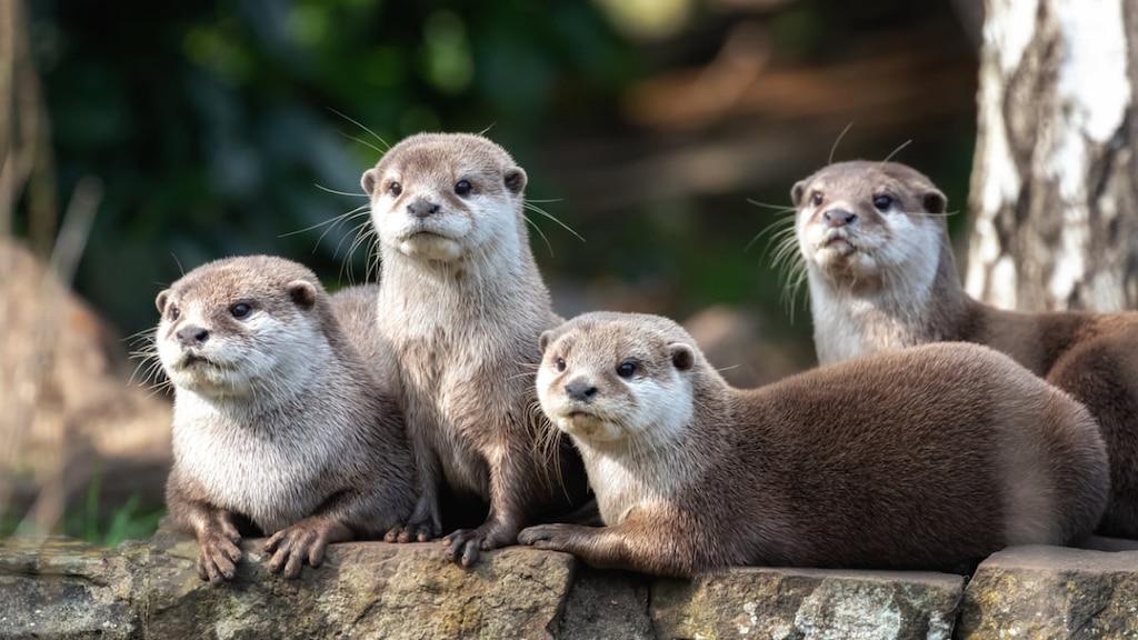 【コツメカワウソカフェ】東京でコツメカワウソに会えるスポット！