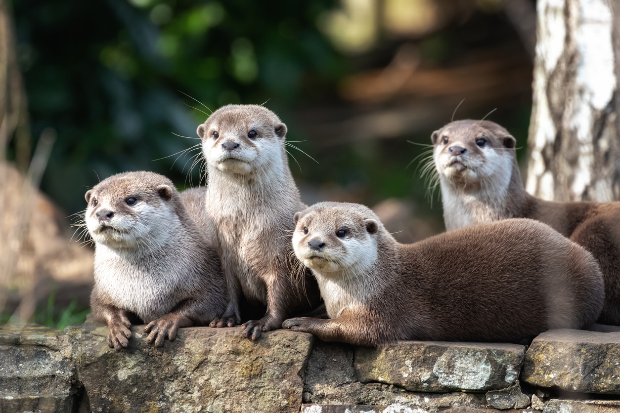 コツメカワウソカフェ 東京でコツメカワウソに会えるスポット Skyticket 観光ガイド