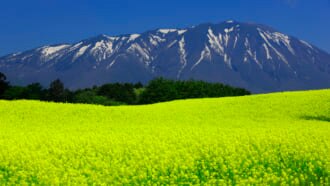 岩手山と菜の花