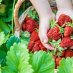 福岡でおすすめのいちご狩りスポット10選