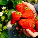 関西でおすすめのいちご狩りスポット10選