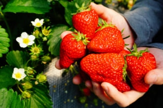 関西でおすすめのいちご狩りスポット10選