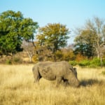 クルーガー国立公園で角のない白サイ