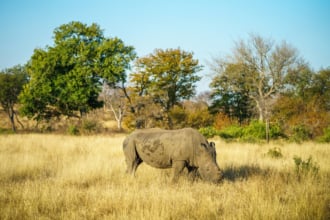 クルーガー国立公園で角のない白サイ