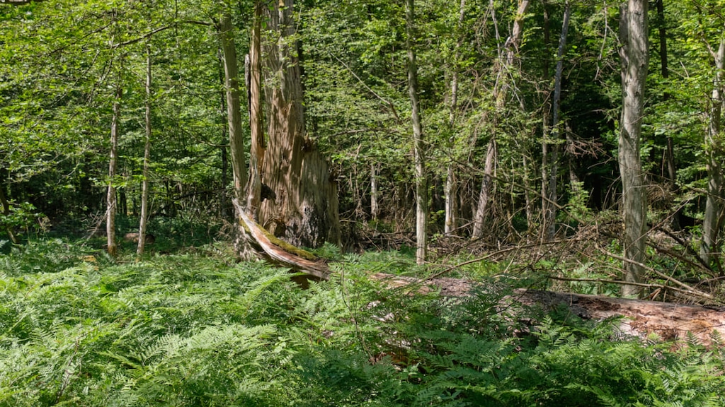 ヨーロッパ最後の原生林といわれる世界遺産、ビャウォヴィエジャの森