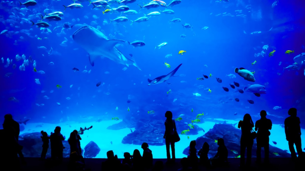 出雲の水族館「島根県立宍道湖自然館ゴビウス」の見どころと周辺の観光地