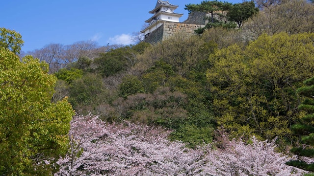 温暖で気持ちがいい瀬戸内海で桜を満喫 香川県の桜の名所10選 Skyticket 観光ガイド