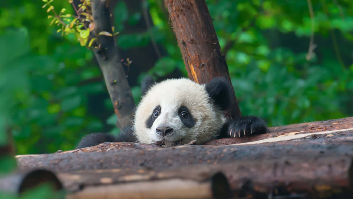 どこで会える ジャイアントパンダのいる日本の動物園 Skyticket 観光ガイド