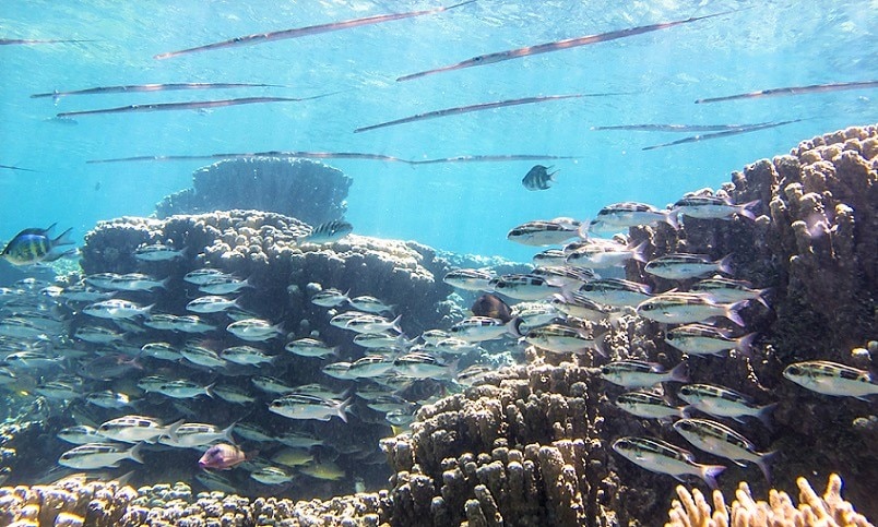 美しい海底をお散歩体験 グアム中部でおすすめのシーウォーカー4選 Skyticket 観光ガイド