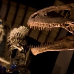 夜の博物館を初体験！宿泊もできちゃう「奥出雲多根自然博物館」