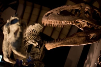 夜の博物館を初体験！宿泊もできちゃう「奥出雲多根自然博物館」