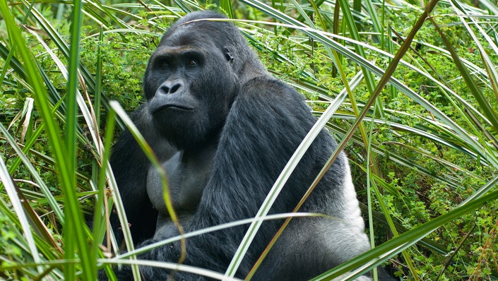コンゴ民主共和国の世界遺産カフジ－ビエガ国立公園！珍しい動物と 