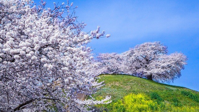 春のお出かけにぴったり埼玉県の人気がある観光スポット7選