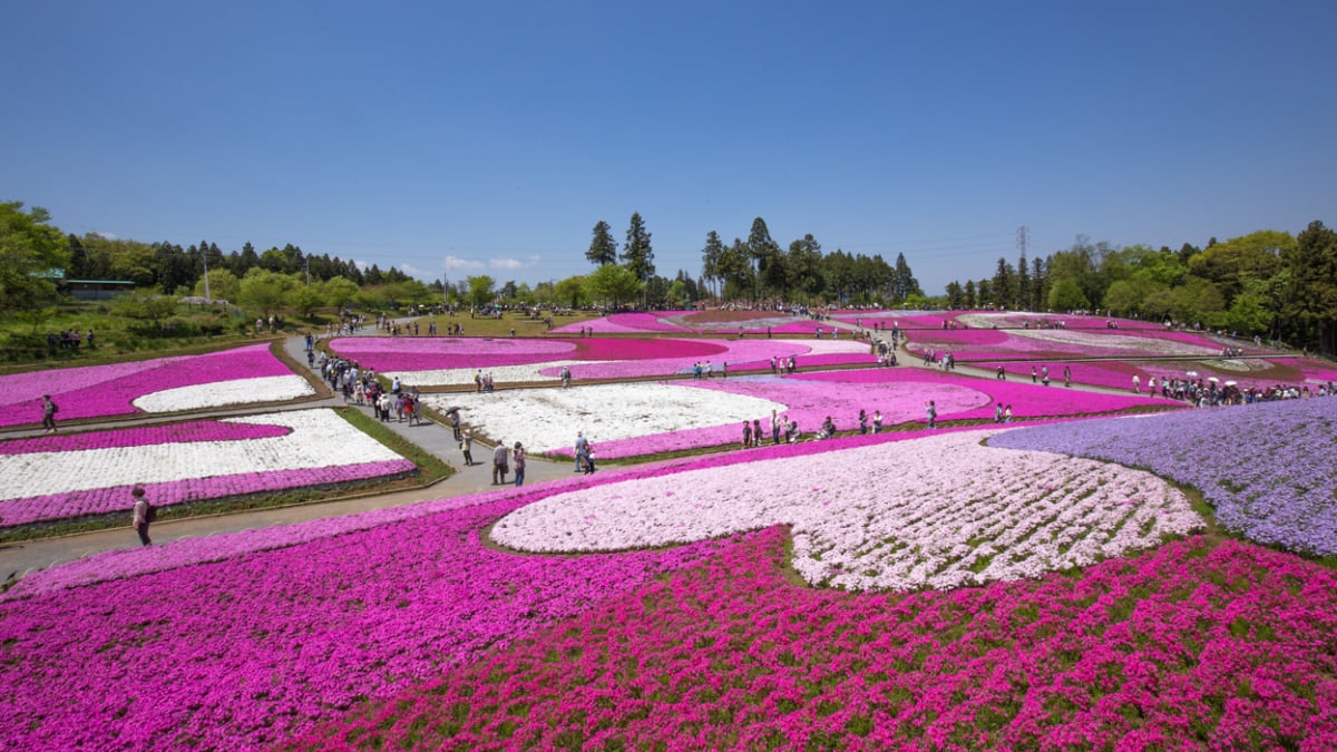 埼玉にある羊山公園の芝桜 見頃やアクセス方法をご紹介 Skyticket 観光ガイド