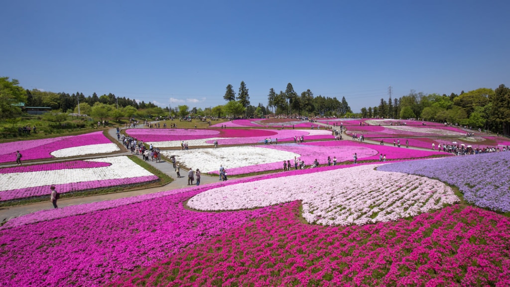 埼玉にある羊山公園の芝桜・見頃やアクセス方法をご紹介！