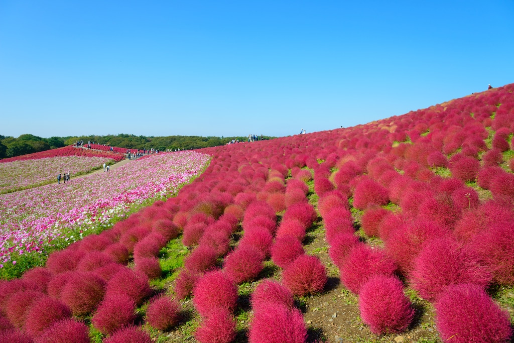 週末は魅力満載のひたちなか市へ行こう！おすすめの観光地11選