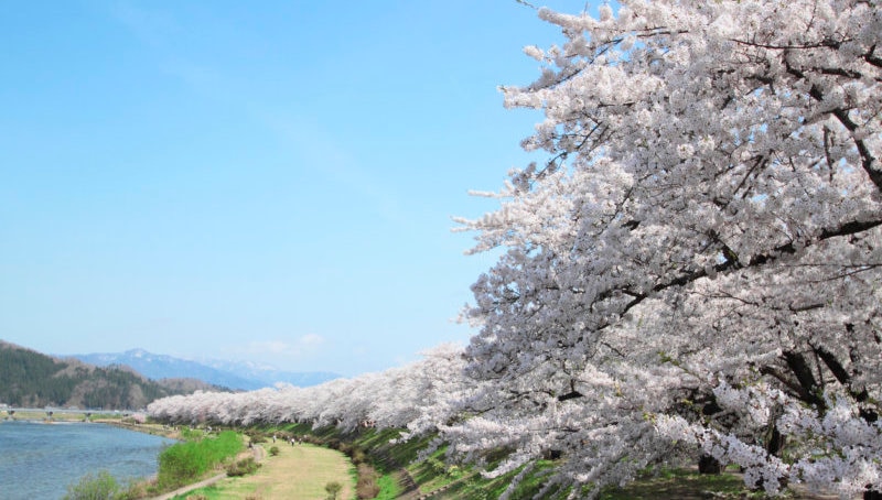 秋田の春を満喫！春の訪れが待ち遠しいおすすめ観光スポット4選