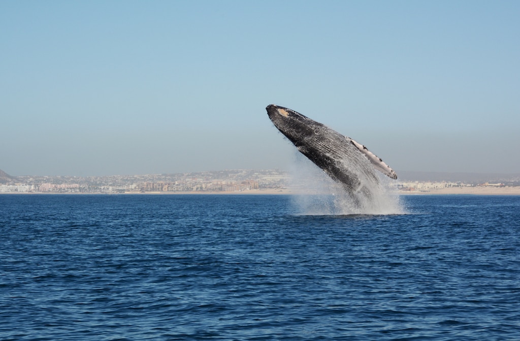 様々な海洋生物が集結！カリフォルニア湾の島々と保護地域群