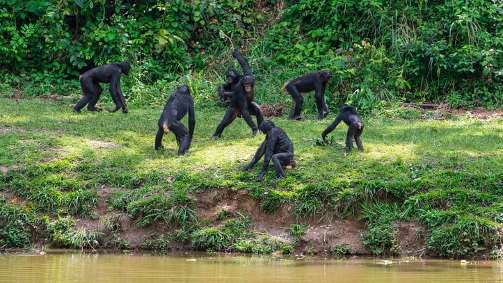 珍獣が住むコンゴの世界遺産！アフリカ第2の規模を誇るサロンガ国立公園