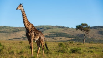大自然を見に行こう 中央アフリカのオススメ観光スポット5選とは Skyticket 観光ガイド