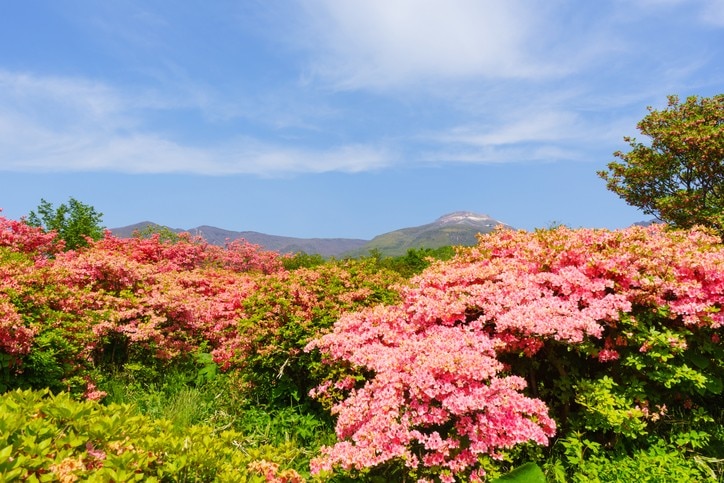 栃木の春を満足ゆくまで堪能 おすすめの観光スポット7選 Skyticket 観光ガイド