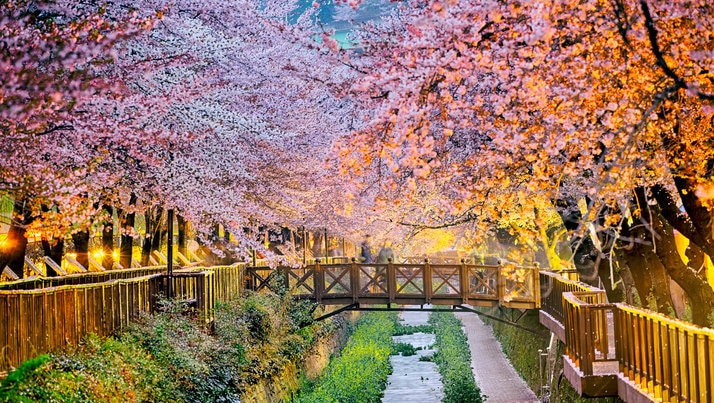 釜山 プサン で春を感じられるおすすめ観光スポット3選 Skyticket 観光ガイド